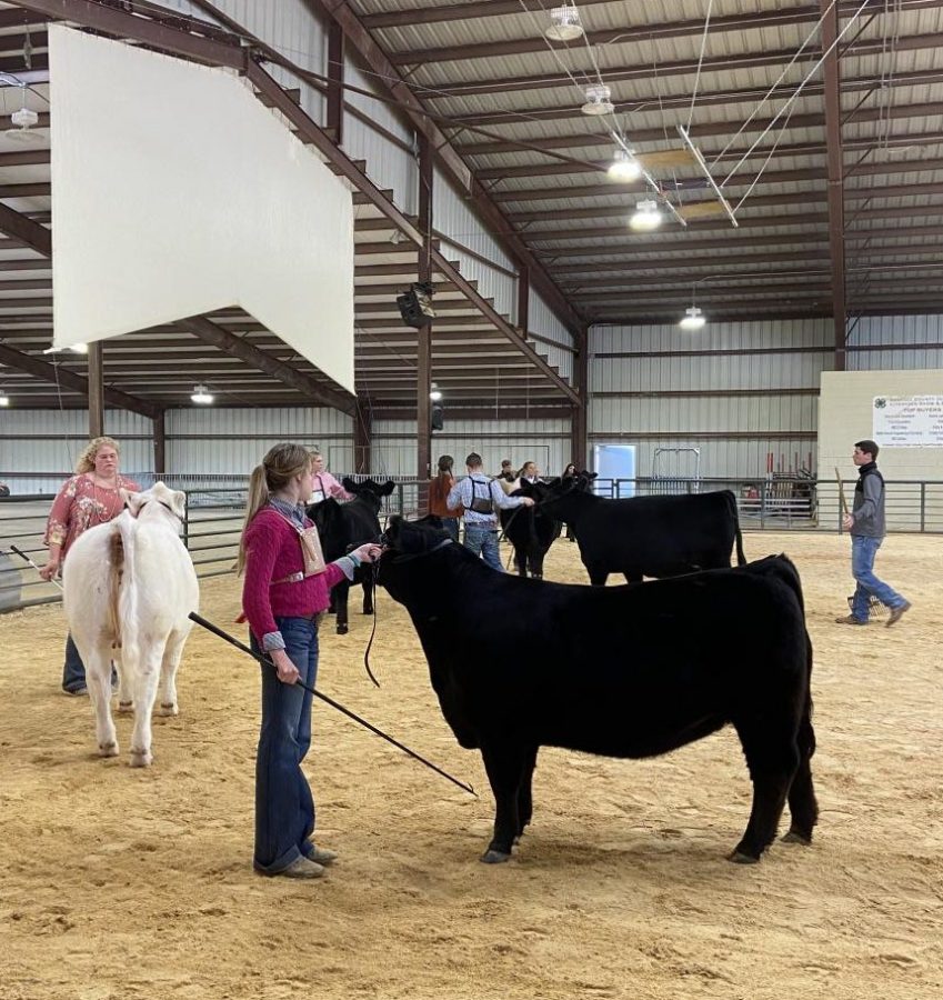 Senior and FFA president Kaia Anders showing her heifer at a late-January show before winning multiple awards.