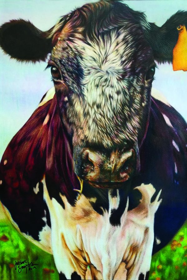 Miss Moo, a piece done for a rodeo art contest. Teddy Henderson, senior, took this photo, and Jordan turned it into a colored pencil drawing. It won 6th place at the Austin rodeo.