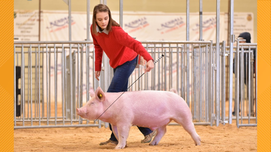 Barber showing one of her pigs at the Kendall County Junior Live Stock Show on January 8th.